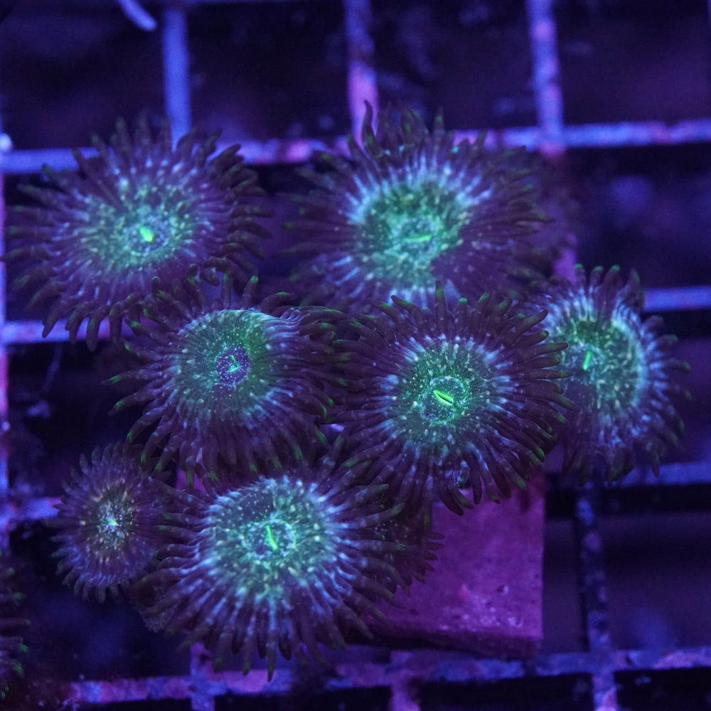 Tokyo Tea Zoas