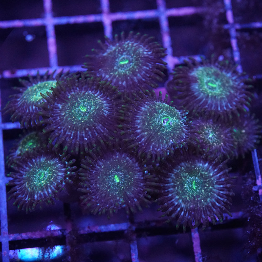 Tokyo Tea Zoas