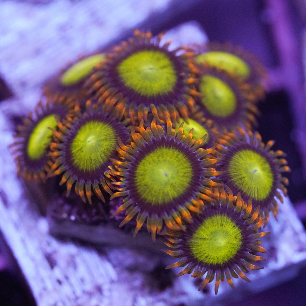 Mandarin Orange Zoas