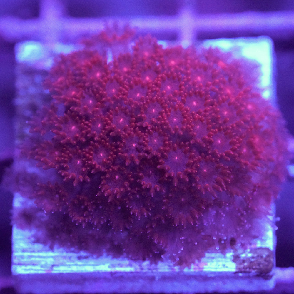 Crimson Bernardpora/Micro Goniopora