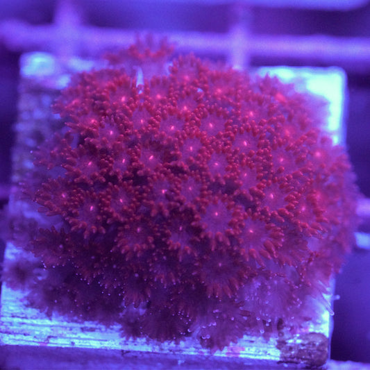 Crimson Bernardpora/Micro Goniopora