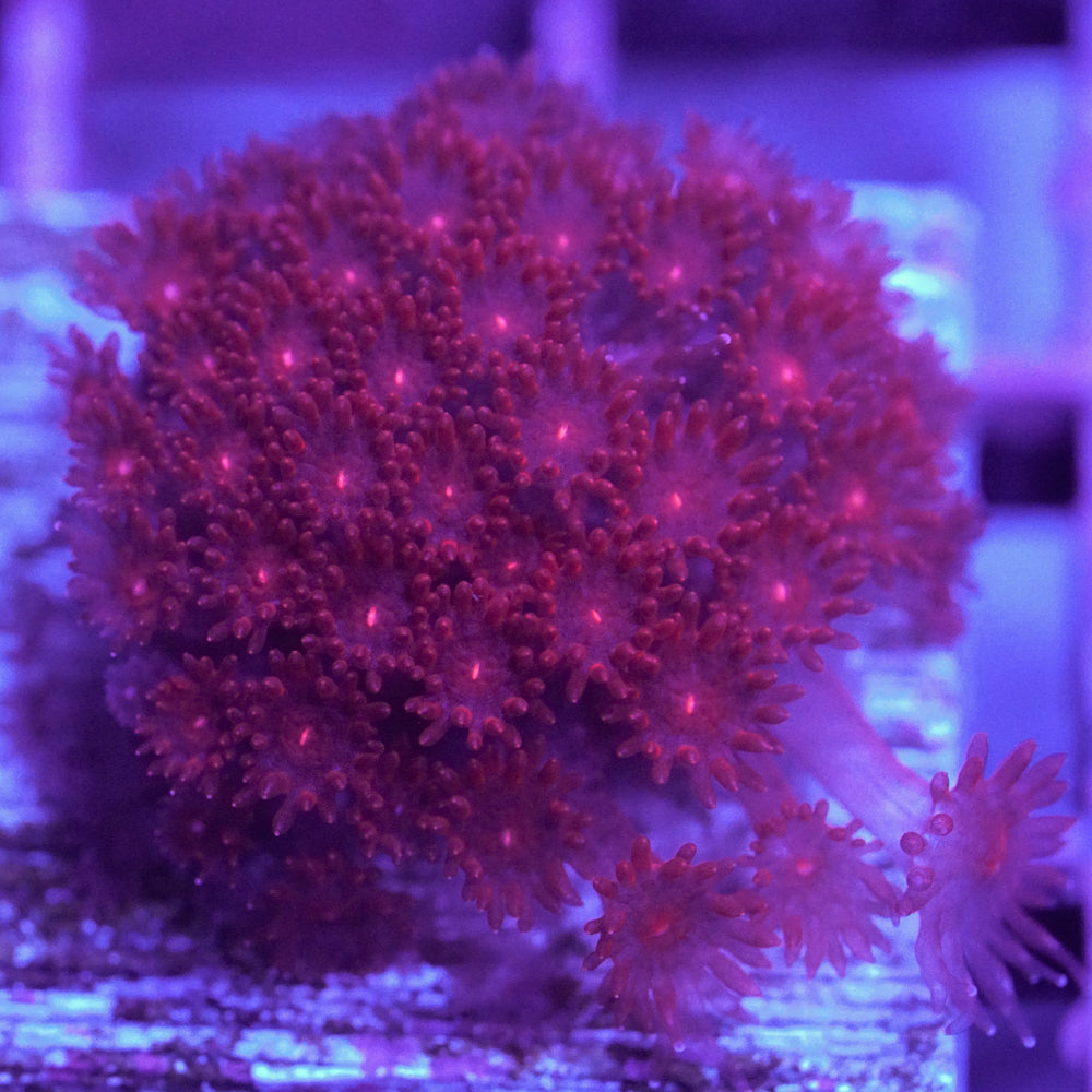 Crimson Bernardpora/Micro Goniopora